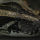 Illustration for article titled The Python Invasion Of The Everglades Is Even Worse Than We Thought
